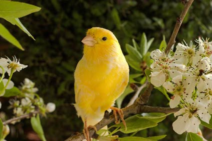 annonces de serin des canaries (canari)